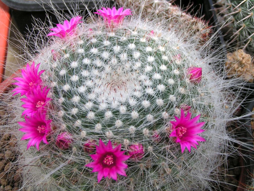 Mammillaria hahniana v gieseliana